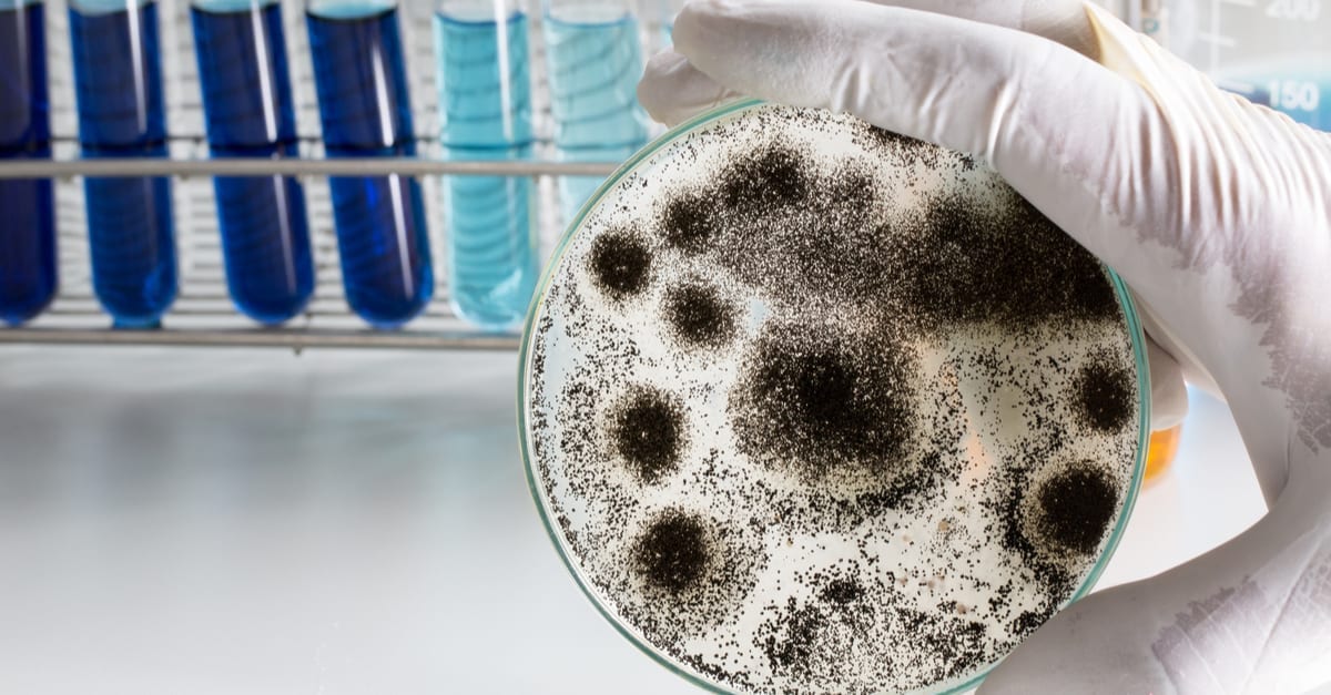How to Clean an Ice Maker of Mold and Slime